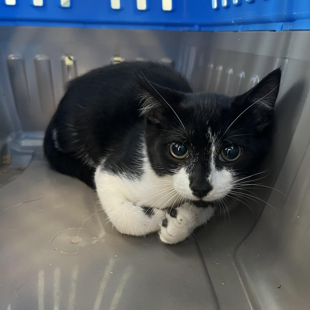 Lipton, Adoptable, Young Male Domestic Short Hair.