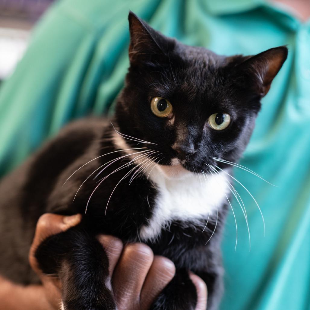 Enlarge TUX-30538, a Adoptable Domestic Short Hair in Bartlett, TN image 1/1