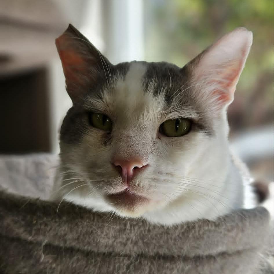 Butch, Adoptable, Adult Male Domestic Short Hair.