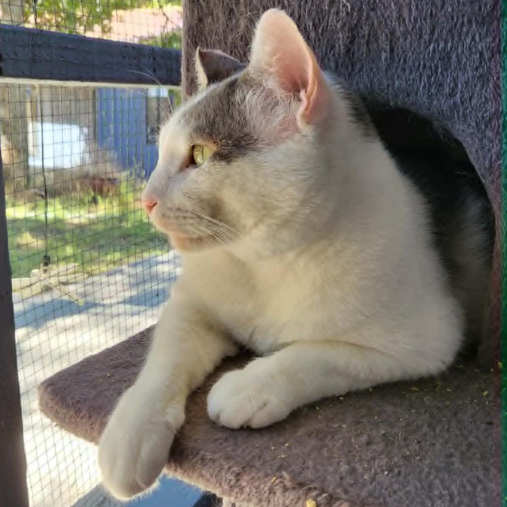 Butch, a Adoptable Domestic Short Hair in Jacksonville, OR image 2/4