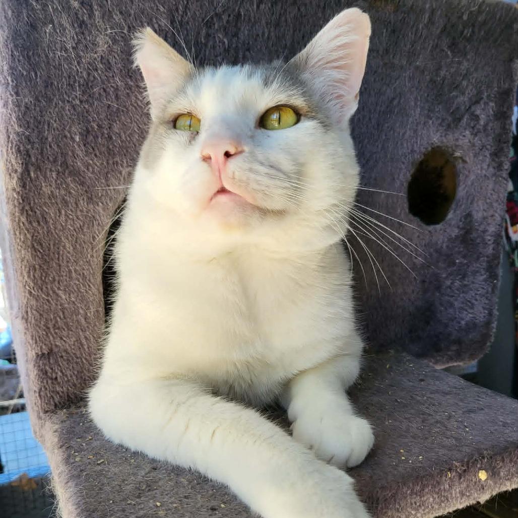 Butch, a Adoptable Domestic Short Hair in Jacksonville, OR image 3/4