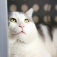 Enlarge Butch, a Adoptable Domestic Short Hair in Jacksonville, OR image 1/2