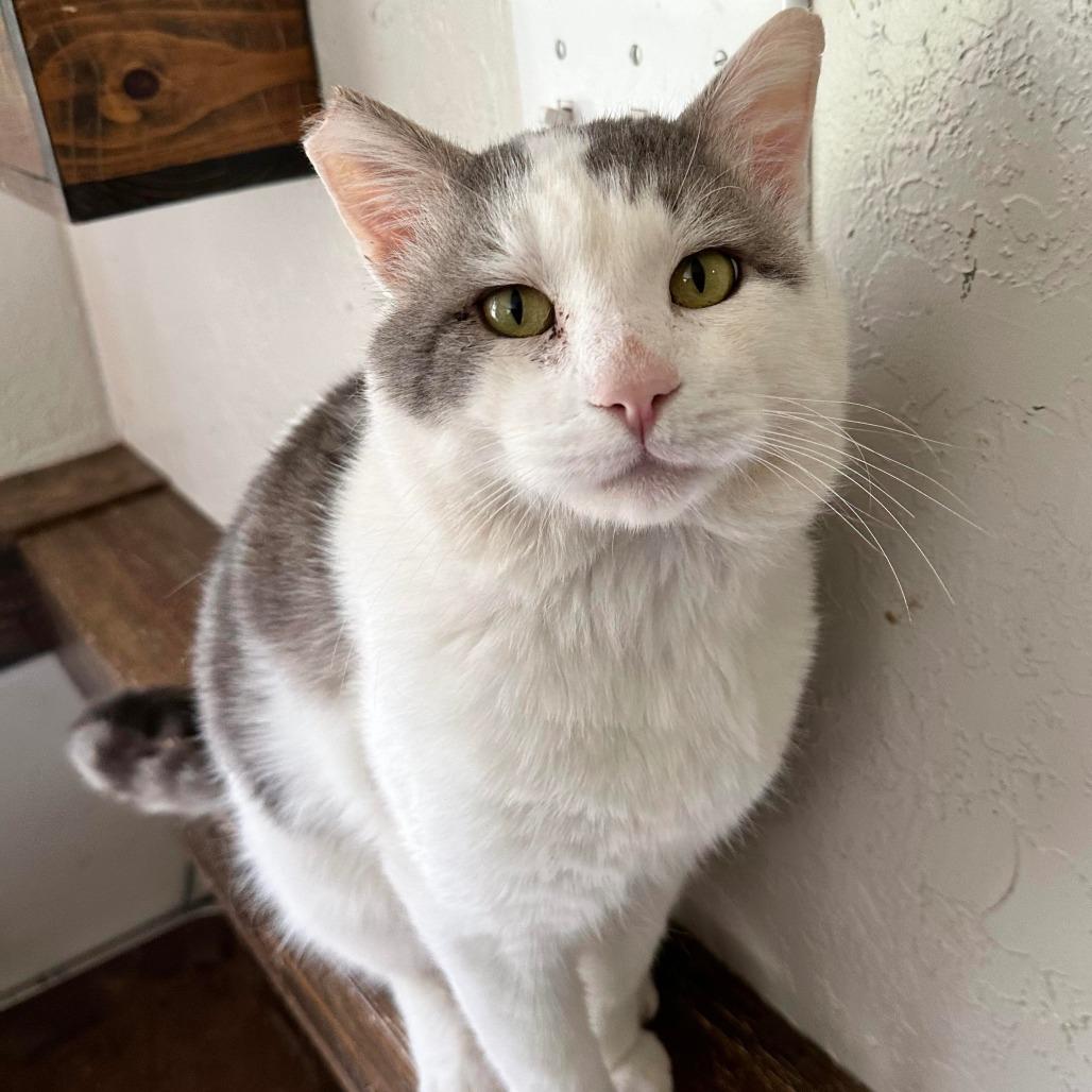 Enlarge Butch, a Adoptable Domestic Short Hair in Jacksonville, OR image 2/2