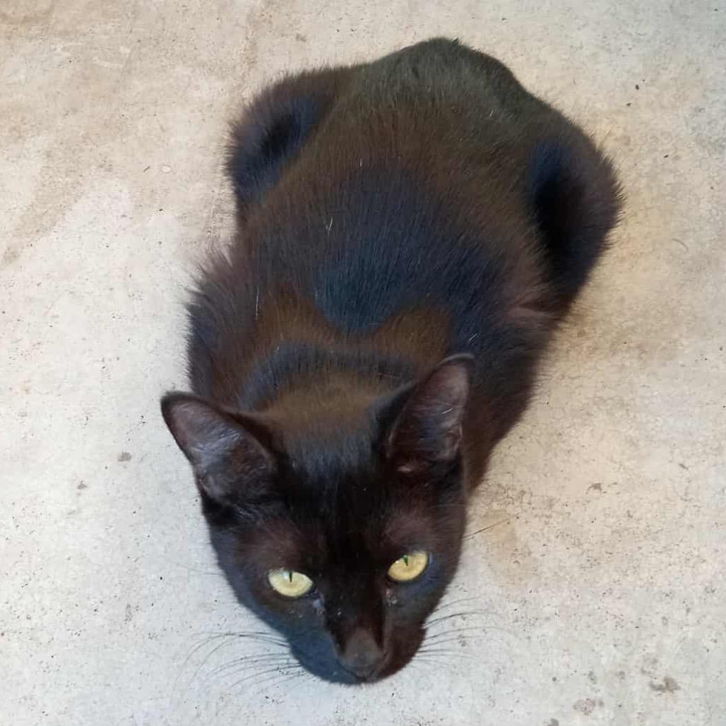 Vivian, Adoptable, Young Female Domestic Short Hair.