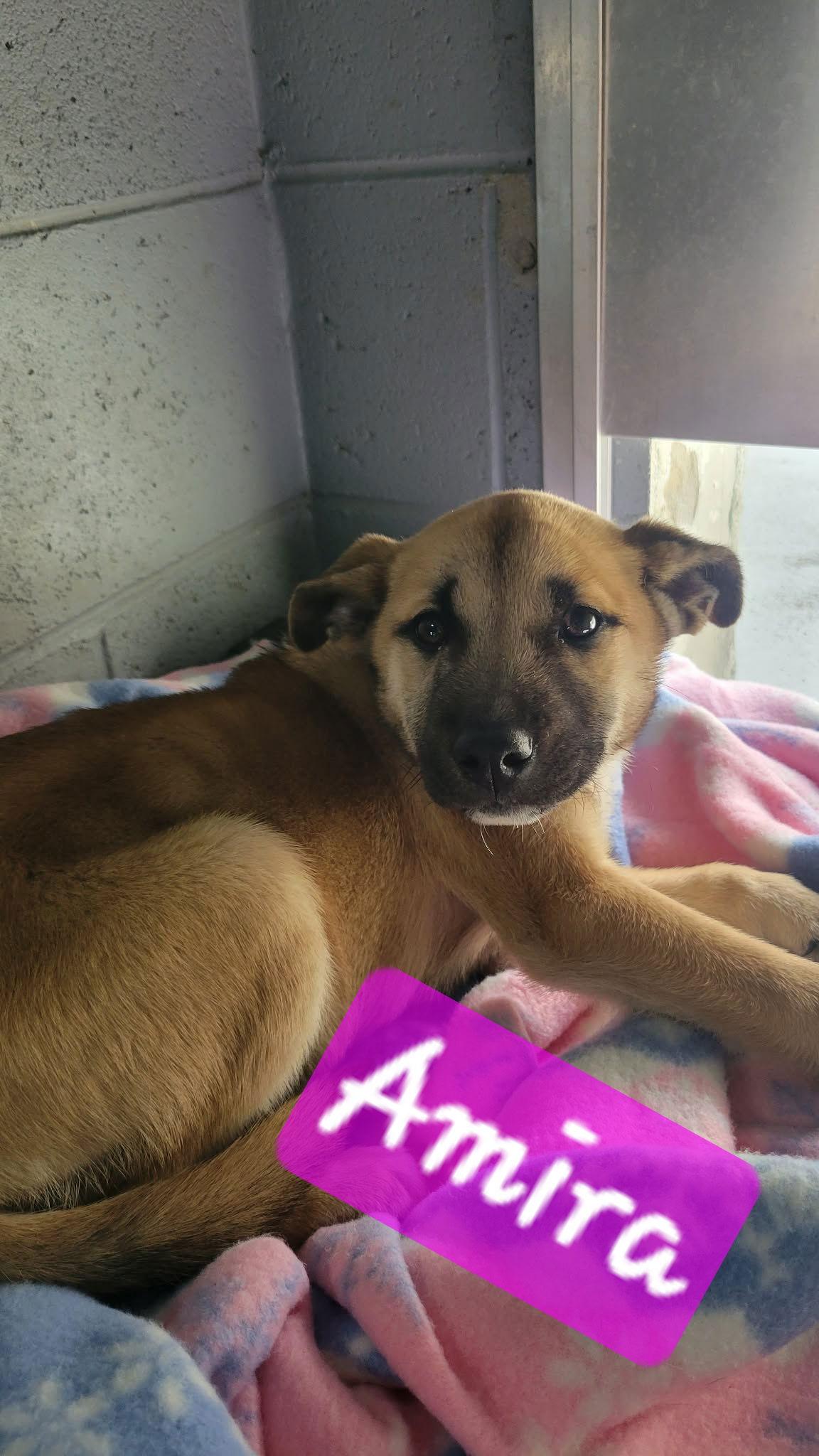 Enlarge Suki and Amira, a Adoptable mixed breed in Brooksville, FL image 1/3