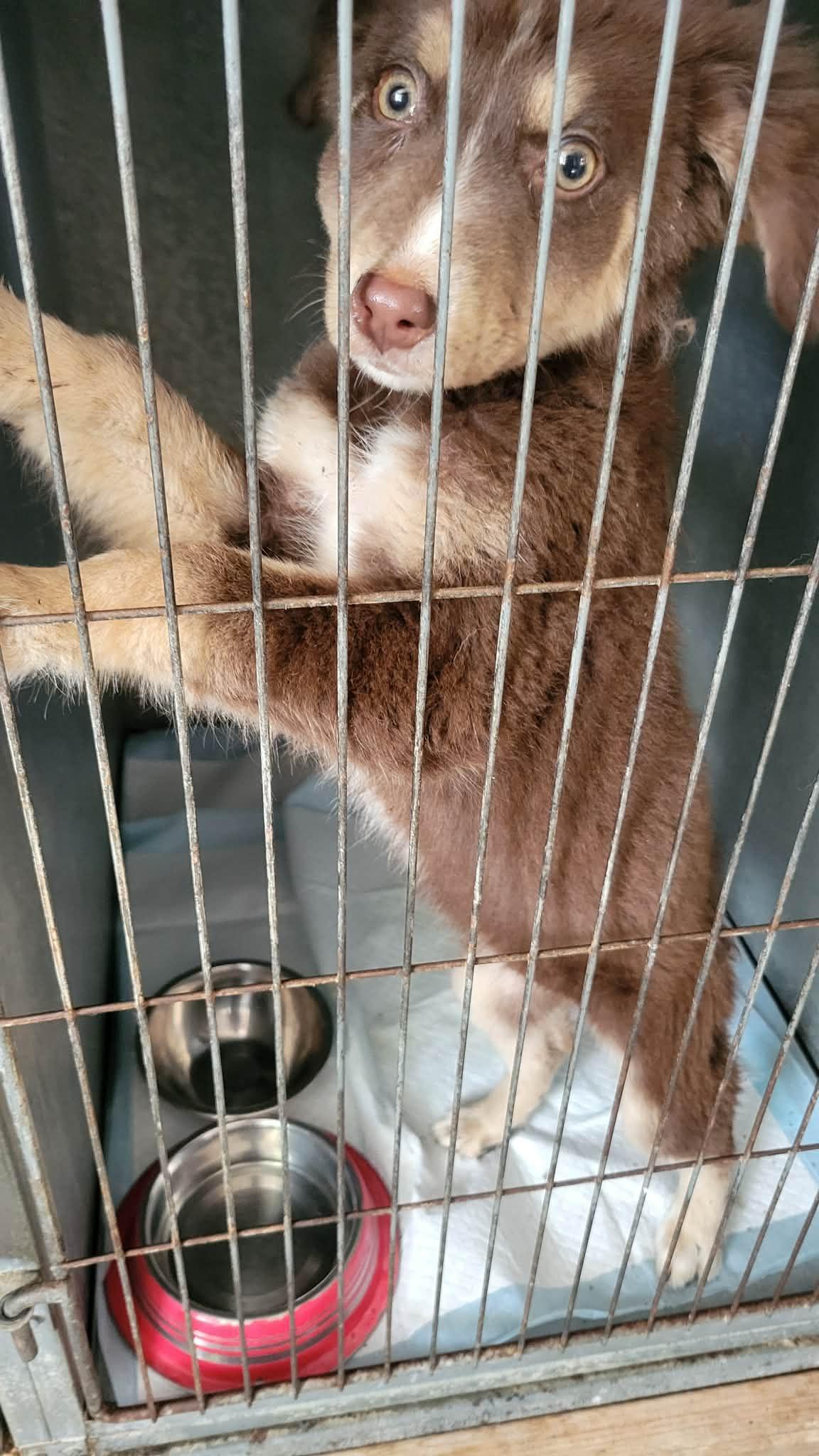 Enlarge Suki and Amira, a Adoptable mixed breed in Brooksville, FL image 2/3