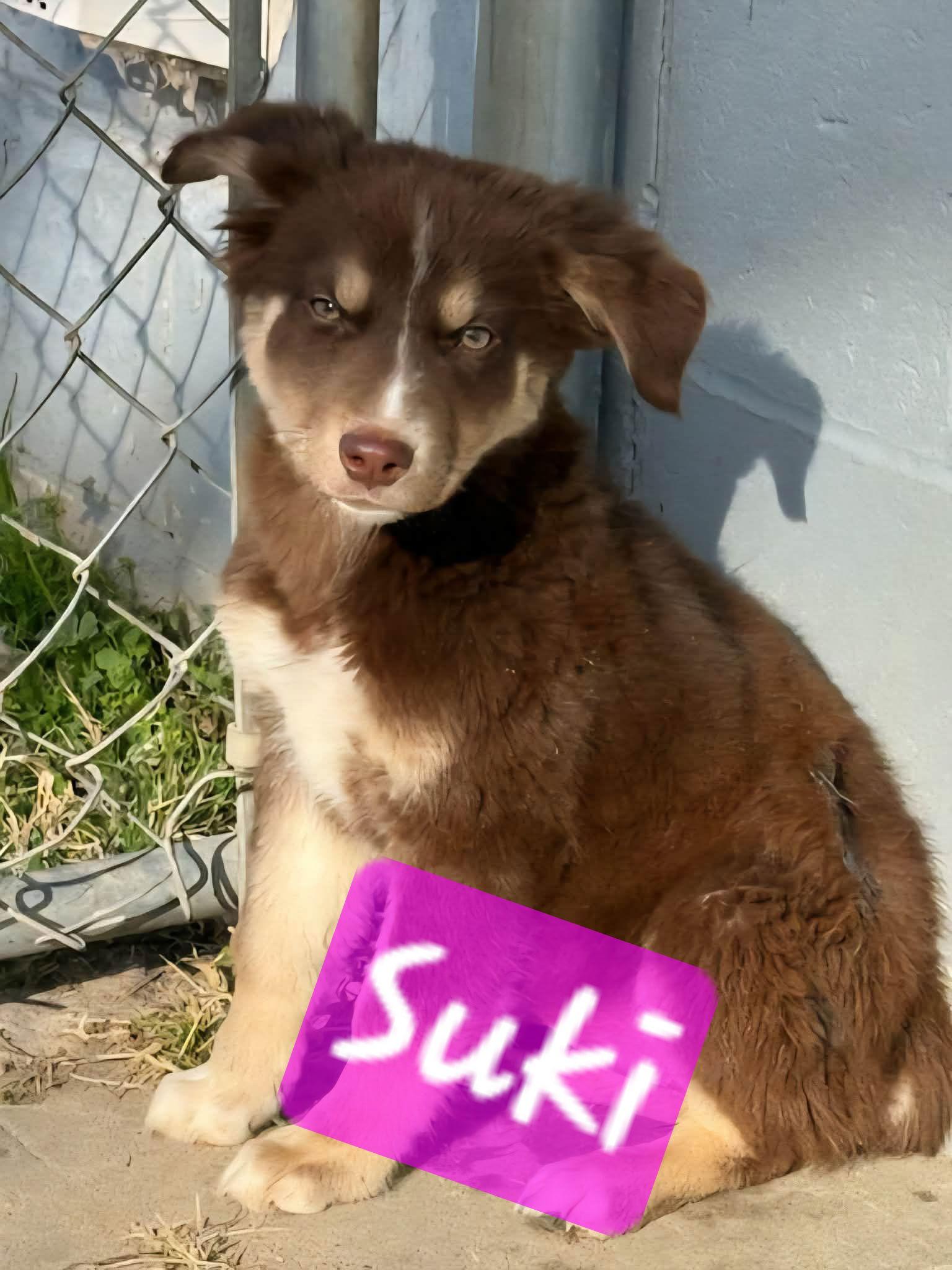 Enlarge Suki and Amira, a Adoptable mixed breed in Brooksville, FL image 3/3