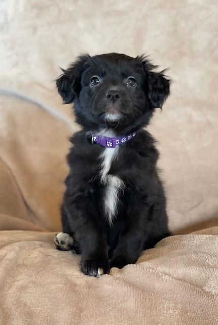 Enlarge Victoria, a Adoptable Labrador Retriever in Duluth, MN image 1/3