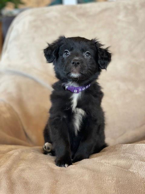 Enlarge Victoria, a Adoptable Labrador Retriever in Duluth, MN image 2/3