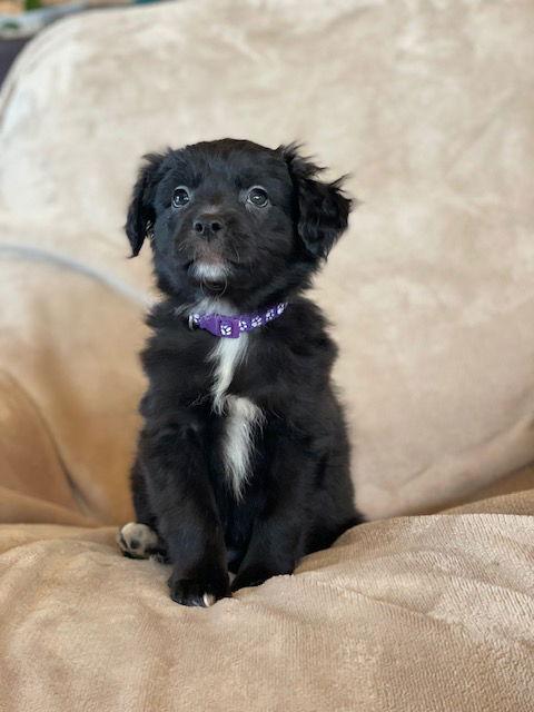 Enlarge Victoria, a Adoptable Labrador Retriever in Duluth, MN image 3/3