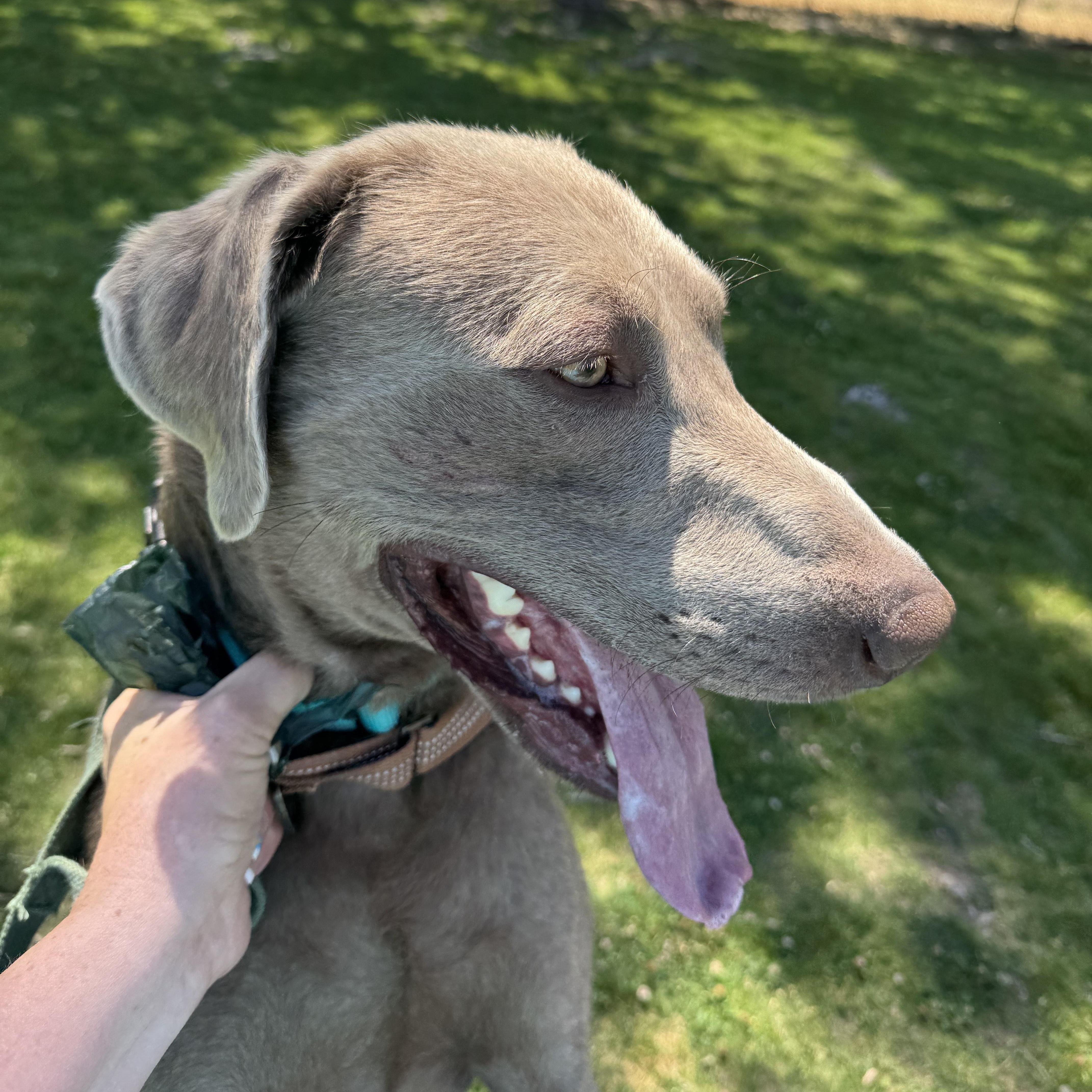 Enlarge Windust - Handsome, Trained  Guy!, a Adoptable Weimaraner in Seattle, WA image 1/5