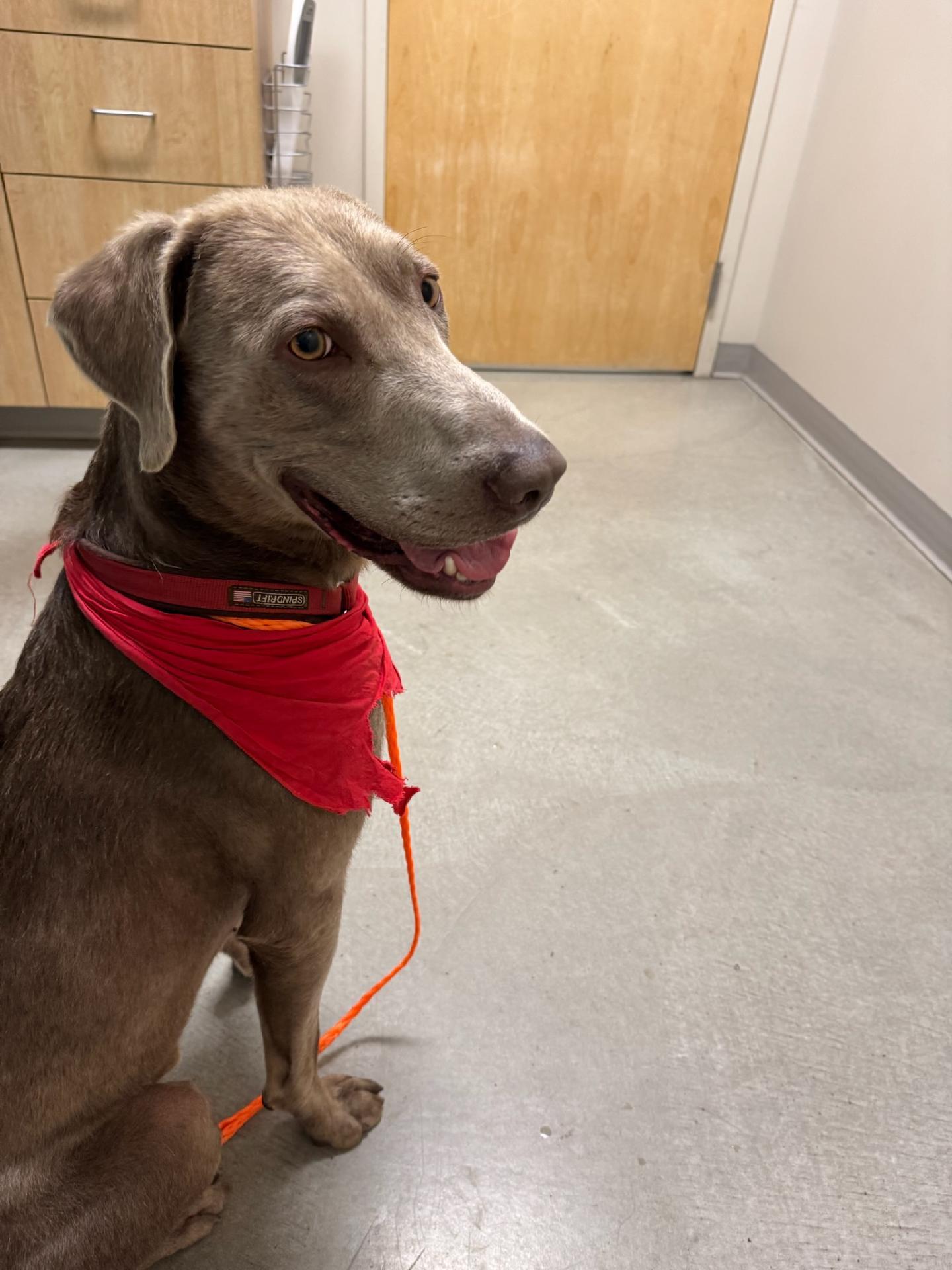 Enlarge Windust - Handsome, Trained  Guy!, a Adoptable Weimaraner in Seattle, WA image 3/5