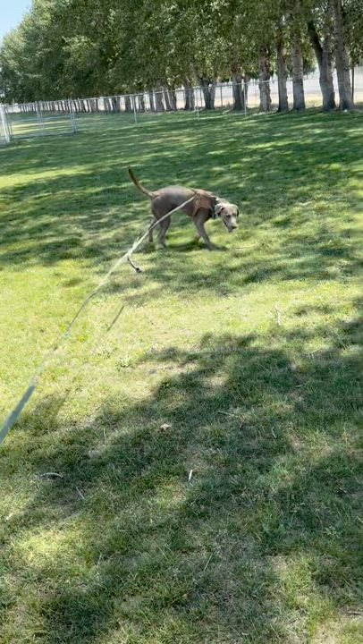 Enlarge Windust - Handsome, Trained  Guy!, a Adoptable Weimaraner in Seattle, WA video 5/5