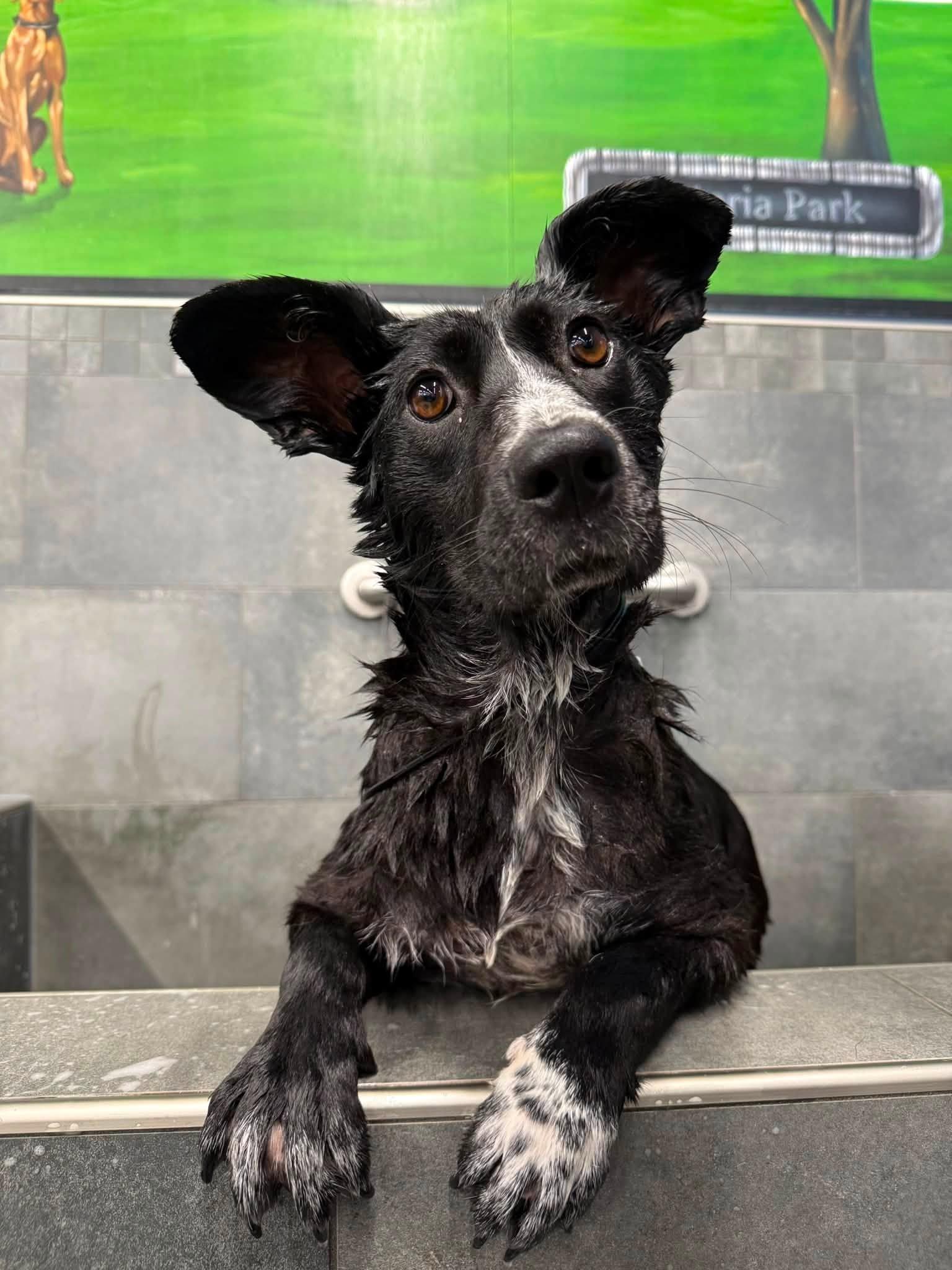 Margaret, Adoptable, Adult Female Cattle Dog.