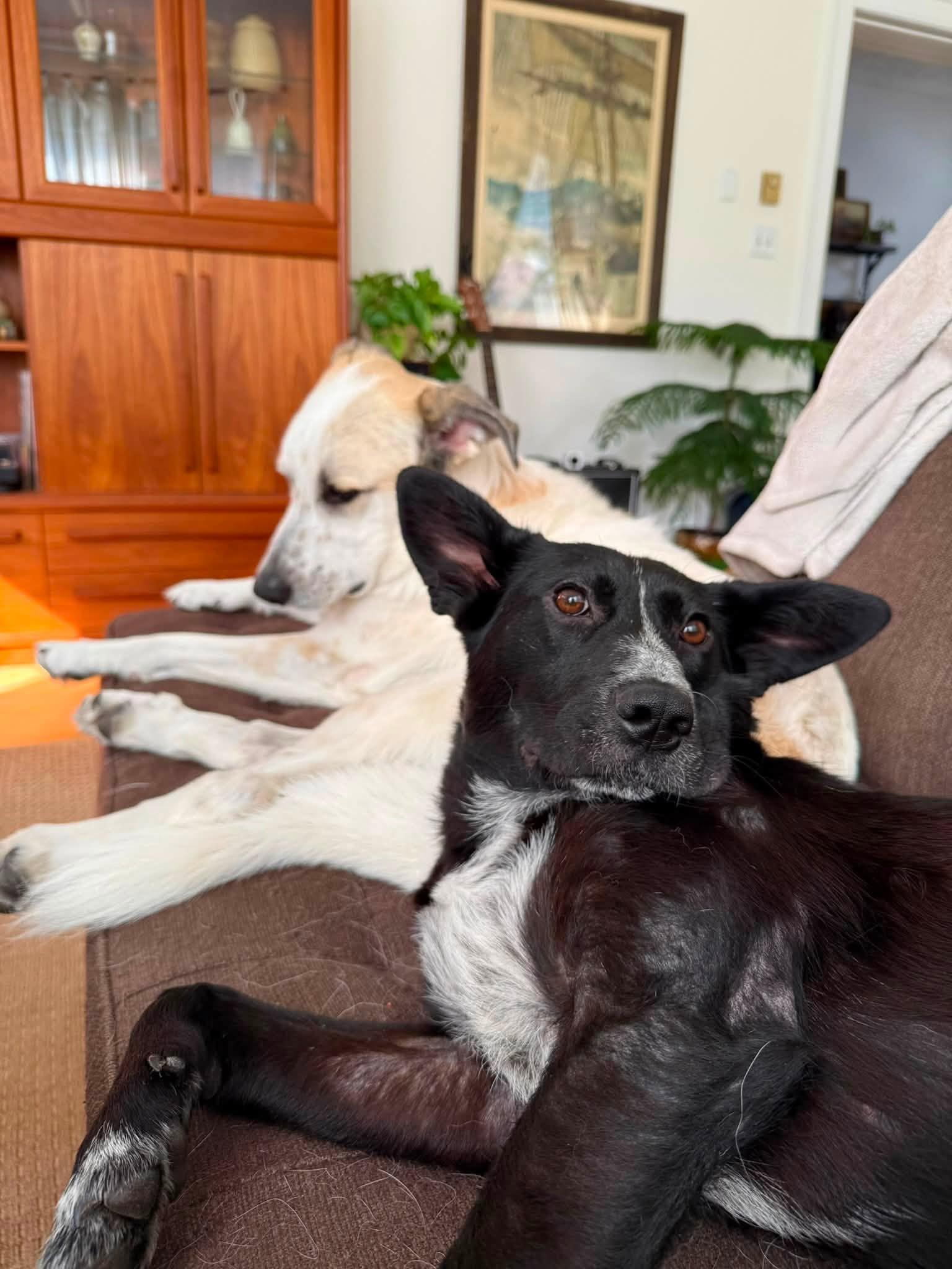 Enlarge Margaret, a Adoptable mixed breed in Toronto, ON image 3/6