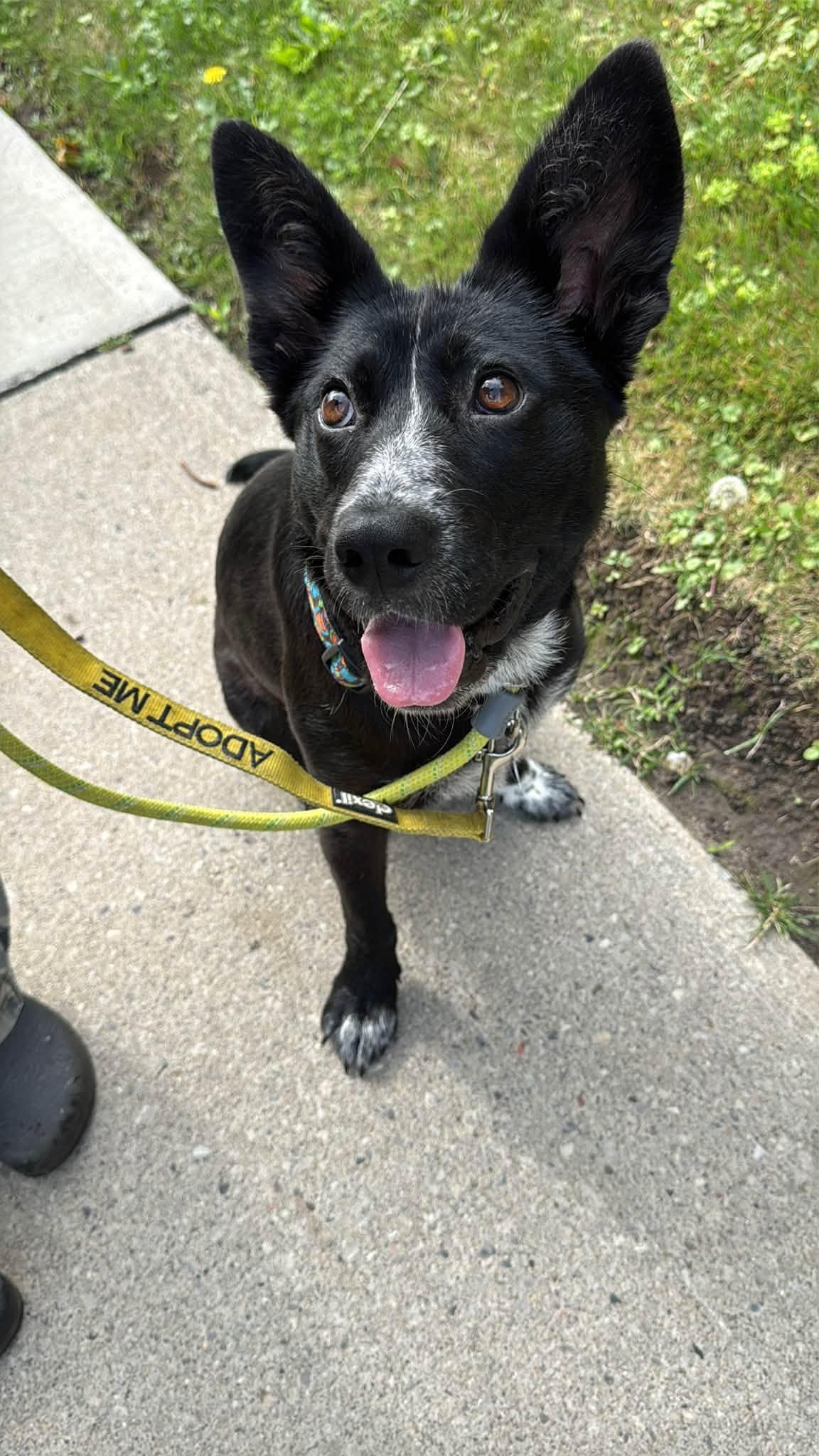 Enlarge Margaret, a Adoptable mixed breed in Toronto, ON image 4/6