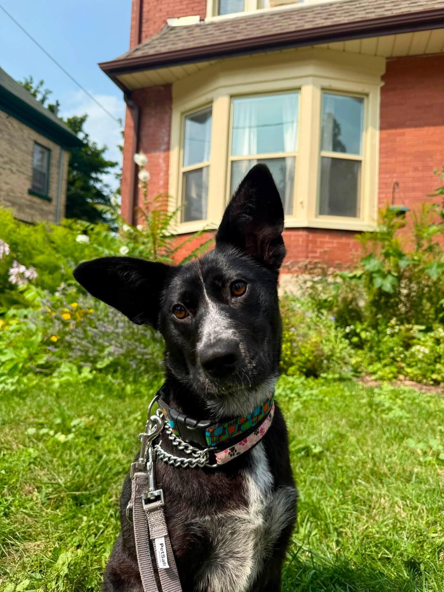 Enlarge Margaret, a Adoptable mixed breed in Toronto, ON image 2/6