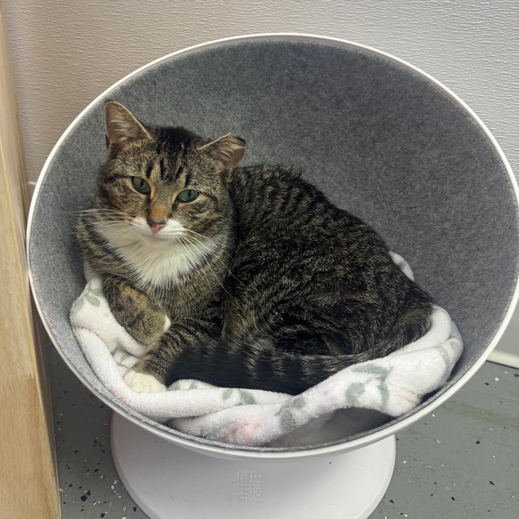 Samsung (Holland Cat Cove), Adoptable, Adult Male Domestic Short Hair.