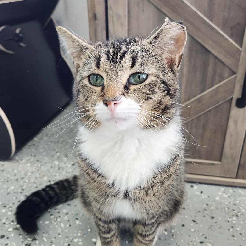 Enlarge Samsung (Holland Cat Cove), a Adoptable Domestic Short Hair in West Olive, MI image 2/5