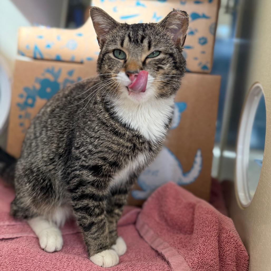 Enlarge Samsung (Holland Cat Cove), a Adoptable Domestic Short Hair in West Olive, MI image 4/5