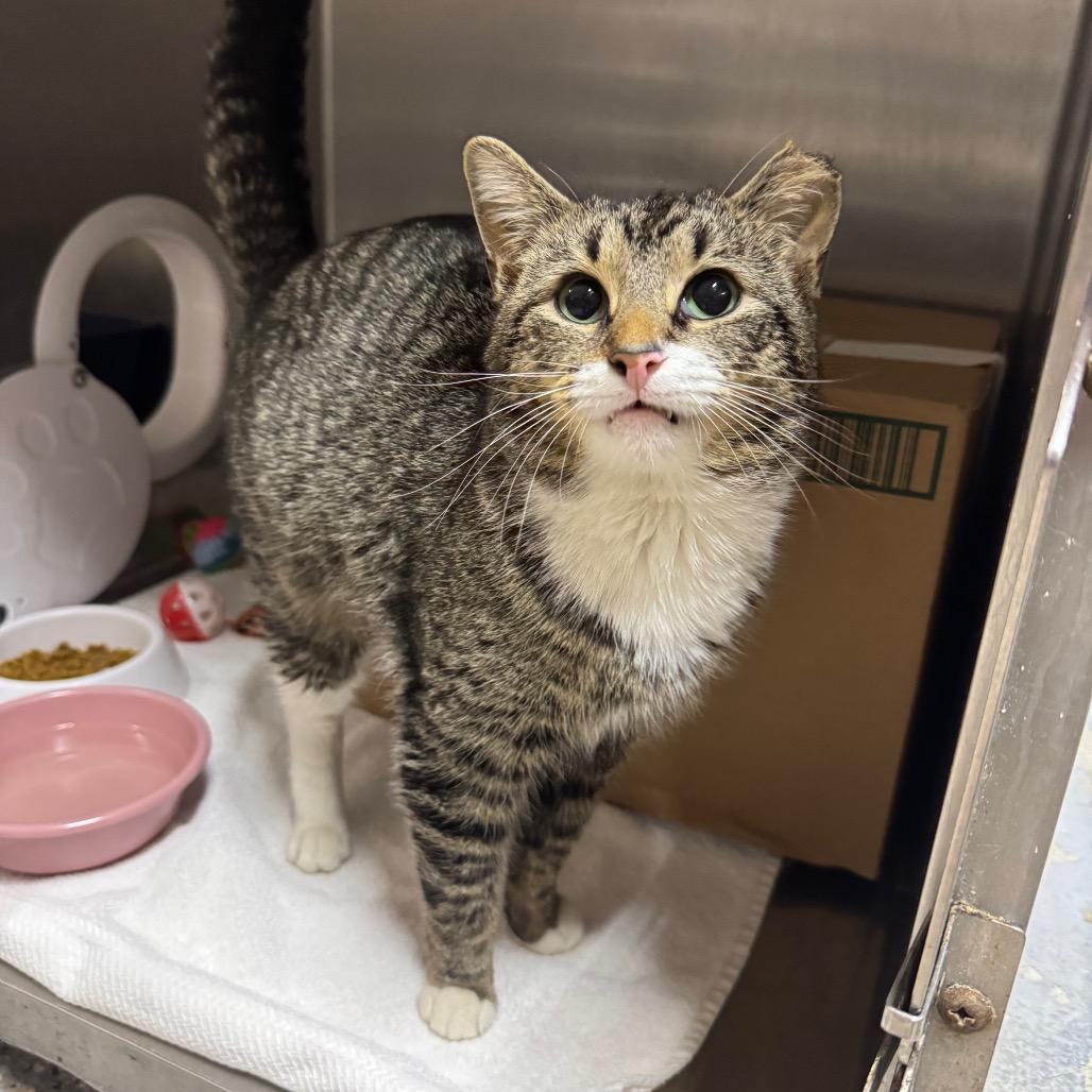 Enlarge Samsung (Holland Cat Cove), a Adoptable Domestic Short Hair in West Olive, MI image 5/5