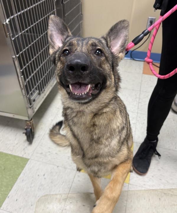 Enlarge Melody, a Adoptable mixed breed in Sioux City, IA image 1/1