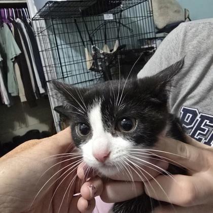 Mailata, Adoptable, Adult Female Domestic Short Hair & Domestic Short Hair.