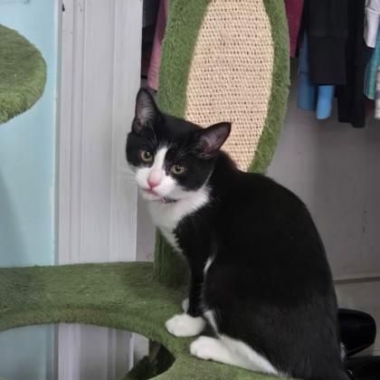 Enlarge Mailata, a Adoptable mixed breed in Berwick, PA image 2/2