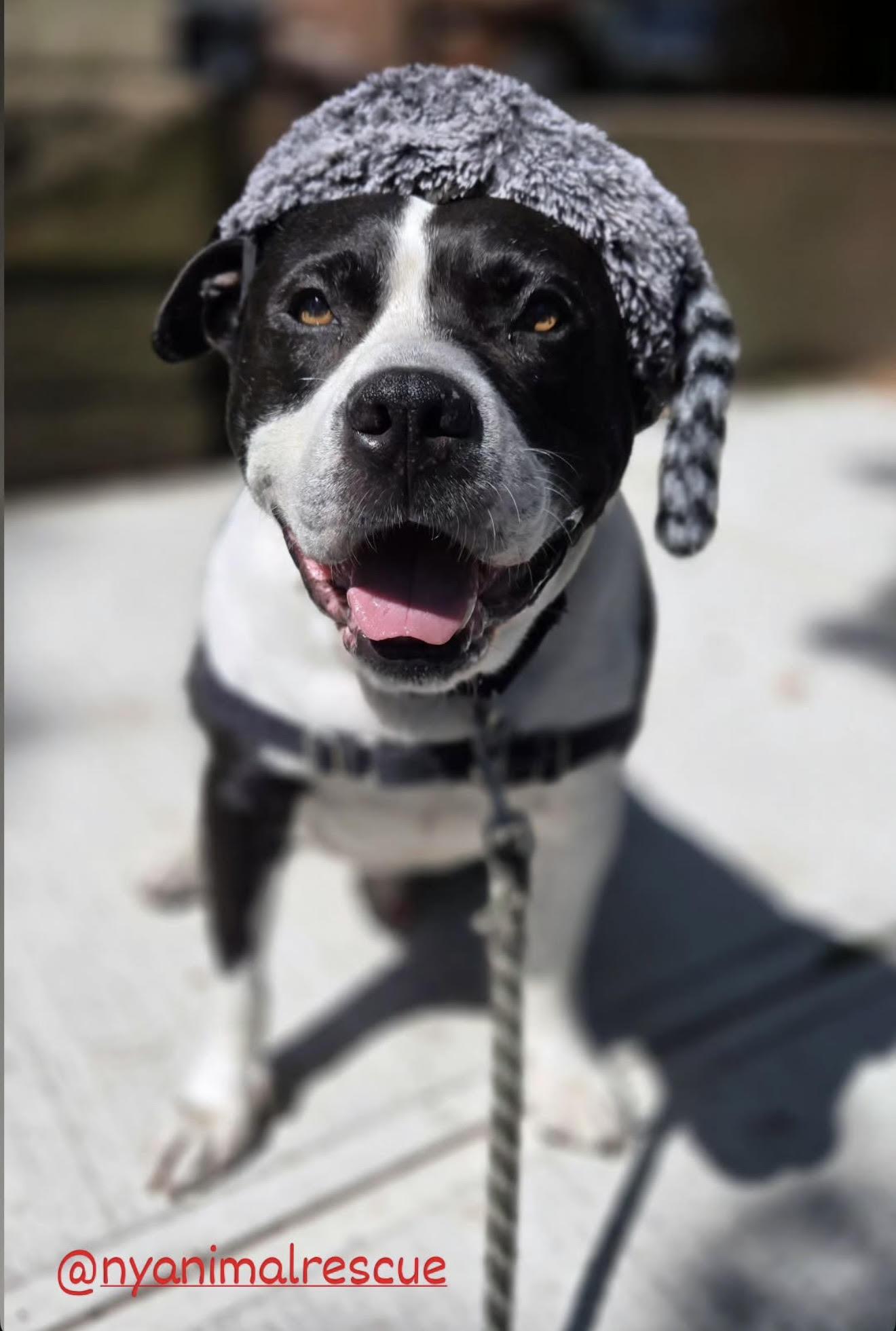 Brutus, a Adoptable mixed breed in Brooklyn, NY image 2/3