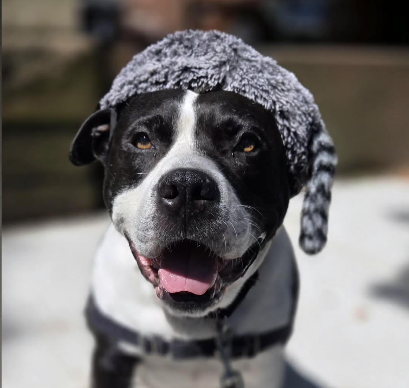 Brutus, a Adoptable mixed breed in Brooklyn, NY image 1/3