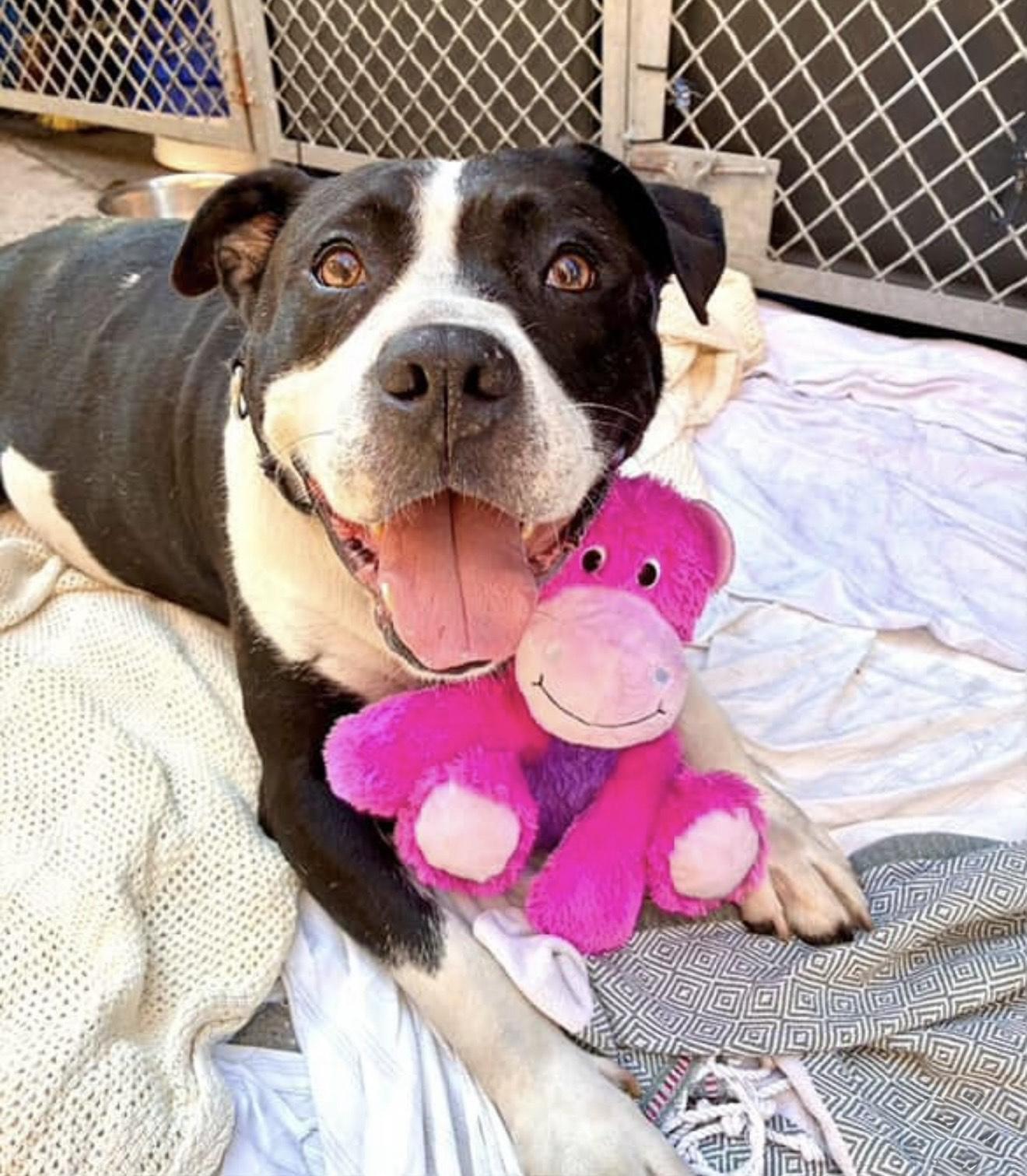 Brutus, Adoptable, Adult Male Pit Bull Terrier.