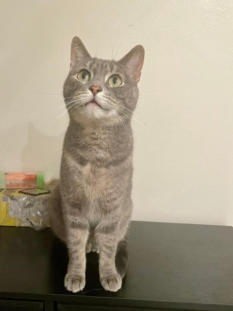 Didi, Adoptable, Adult Female Calico.