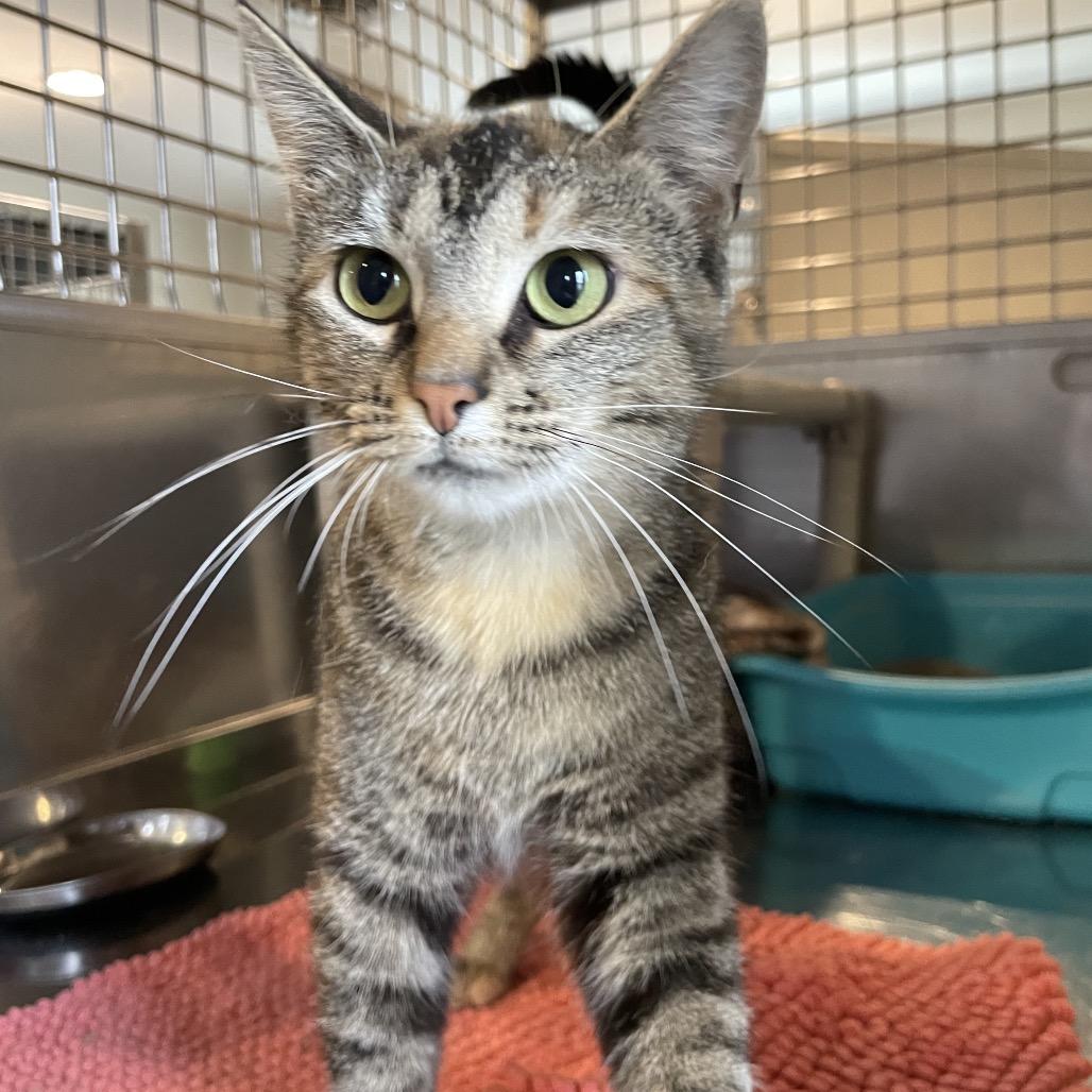 Floam, Adoptable, Young Female Domestic Short Hair.