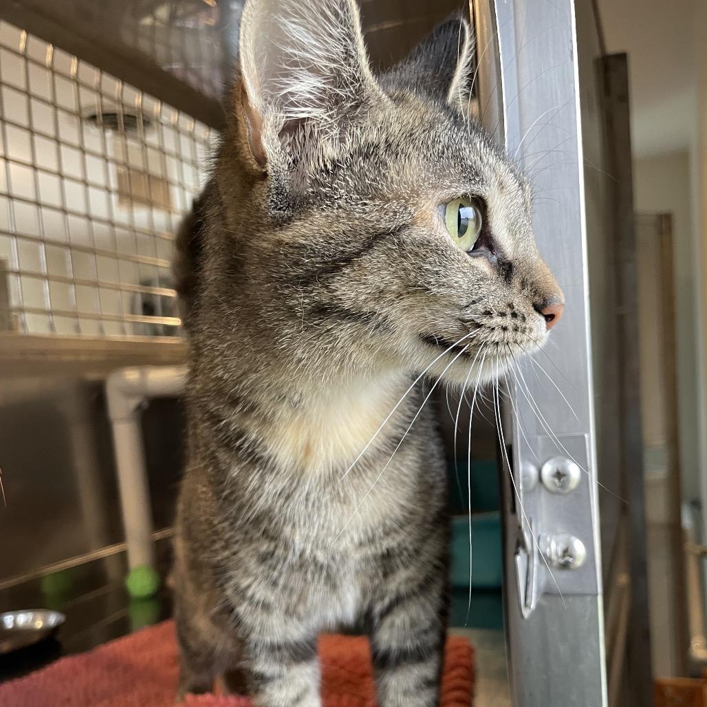 Floam, a Adoptable Domestic Short Hair in South Haven, MI image 2/3