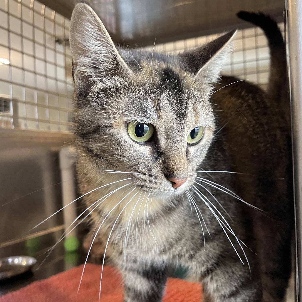 Floam, a Adoptable Domestic Short Hair in South Haven, MI image 3/3