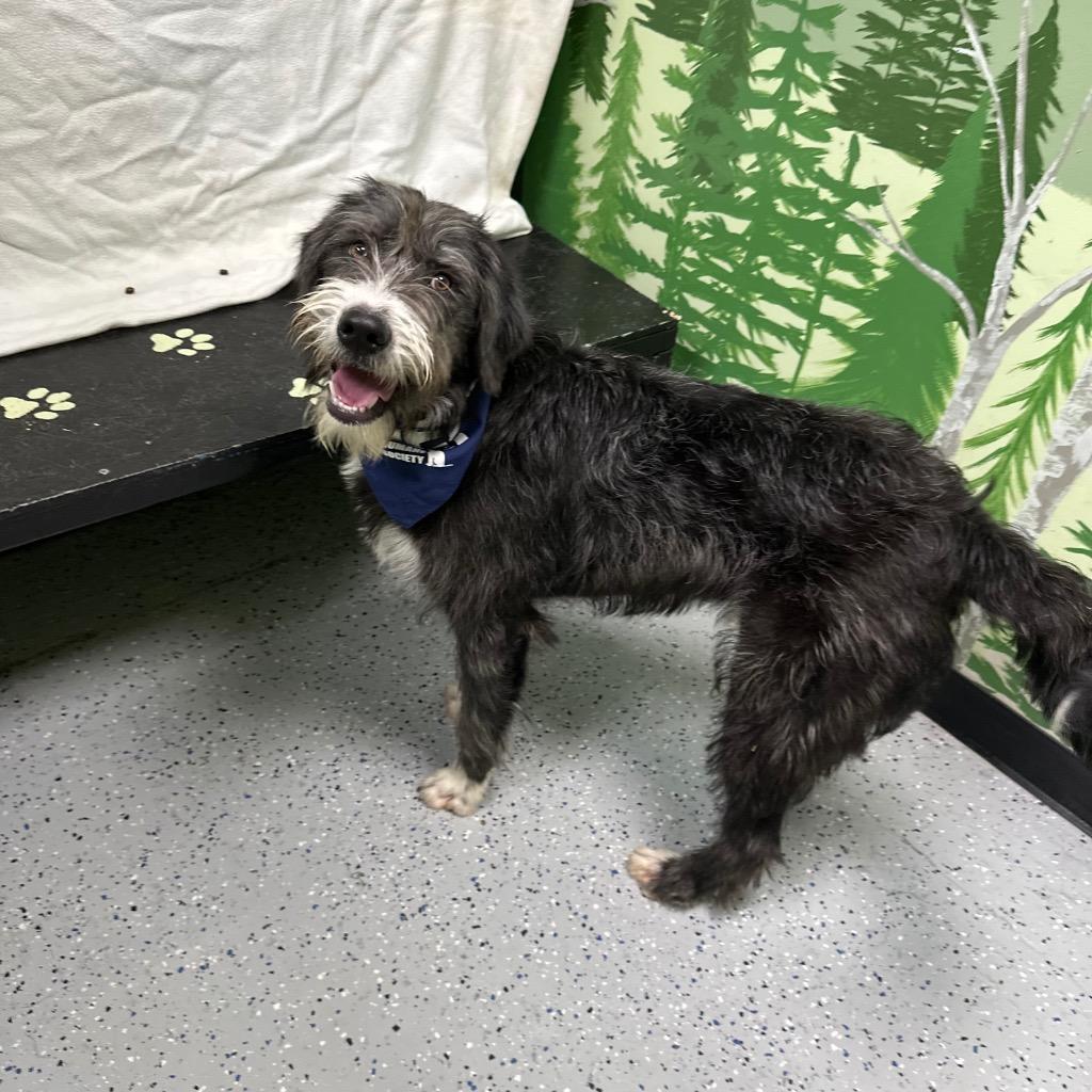 Electro, a Adoptable mixed breed in Logan, UT image 1/2