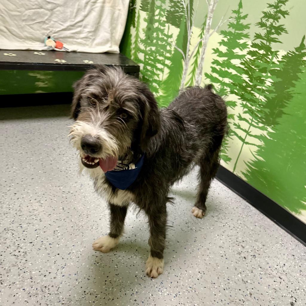 Electro, a Adoptable mixed breed in Logan, UT image 2/2