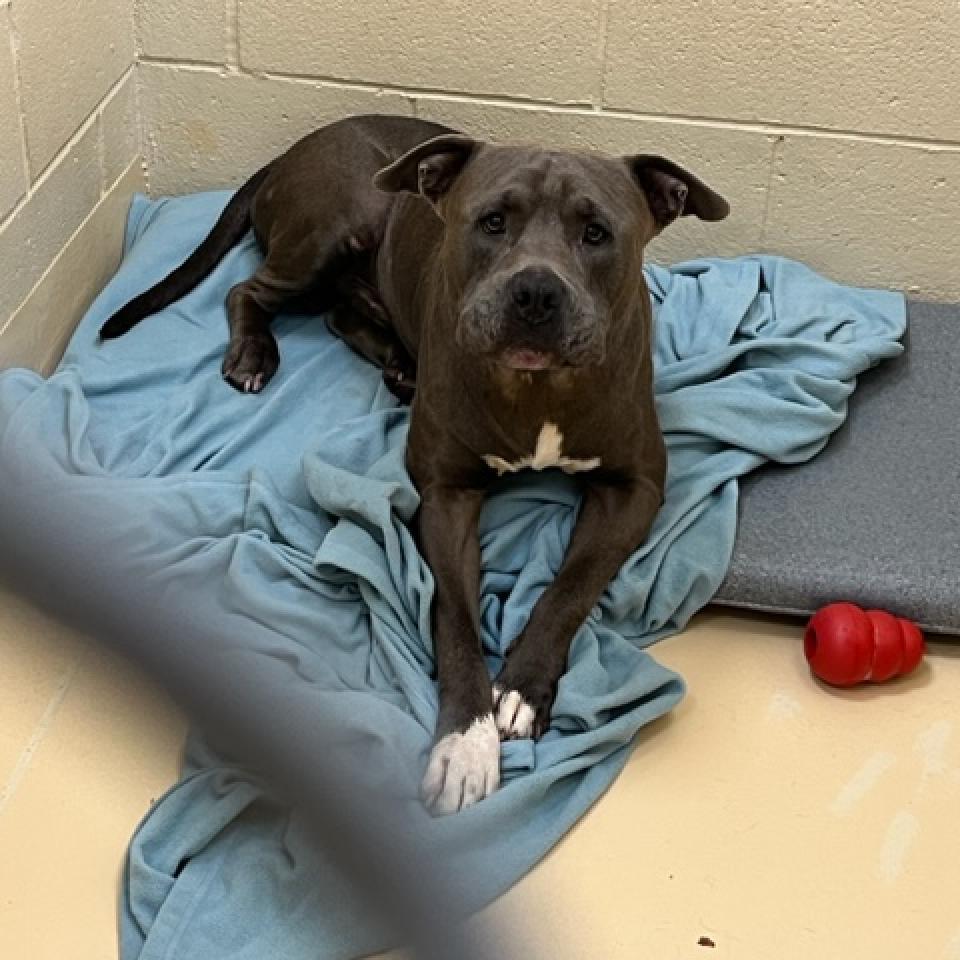 Uncle Mike, a Adoptable Pit Bull Terrier in Winston-Salem, NC image 1/6