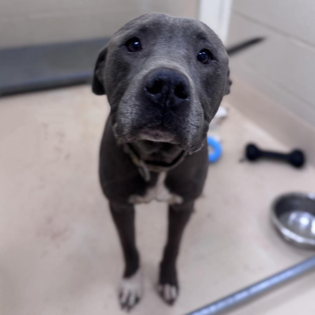 Uncle Mike, a Adoptable Pit Bull Terrier in Winston-Salem, NC image 3/6