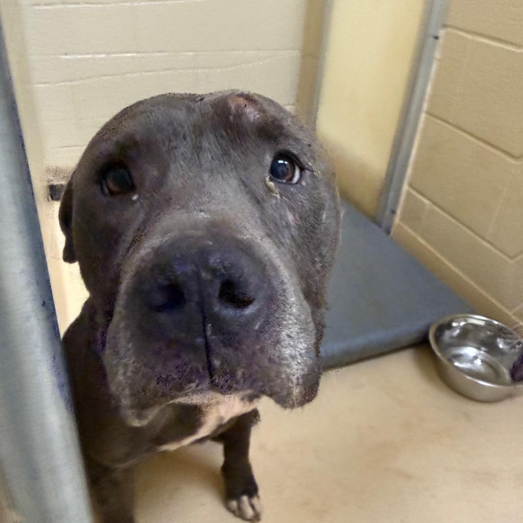 Uncle Mike, a Adoptable Pit Bull Terrier in Winston-Salem, NC image 4/6