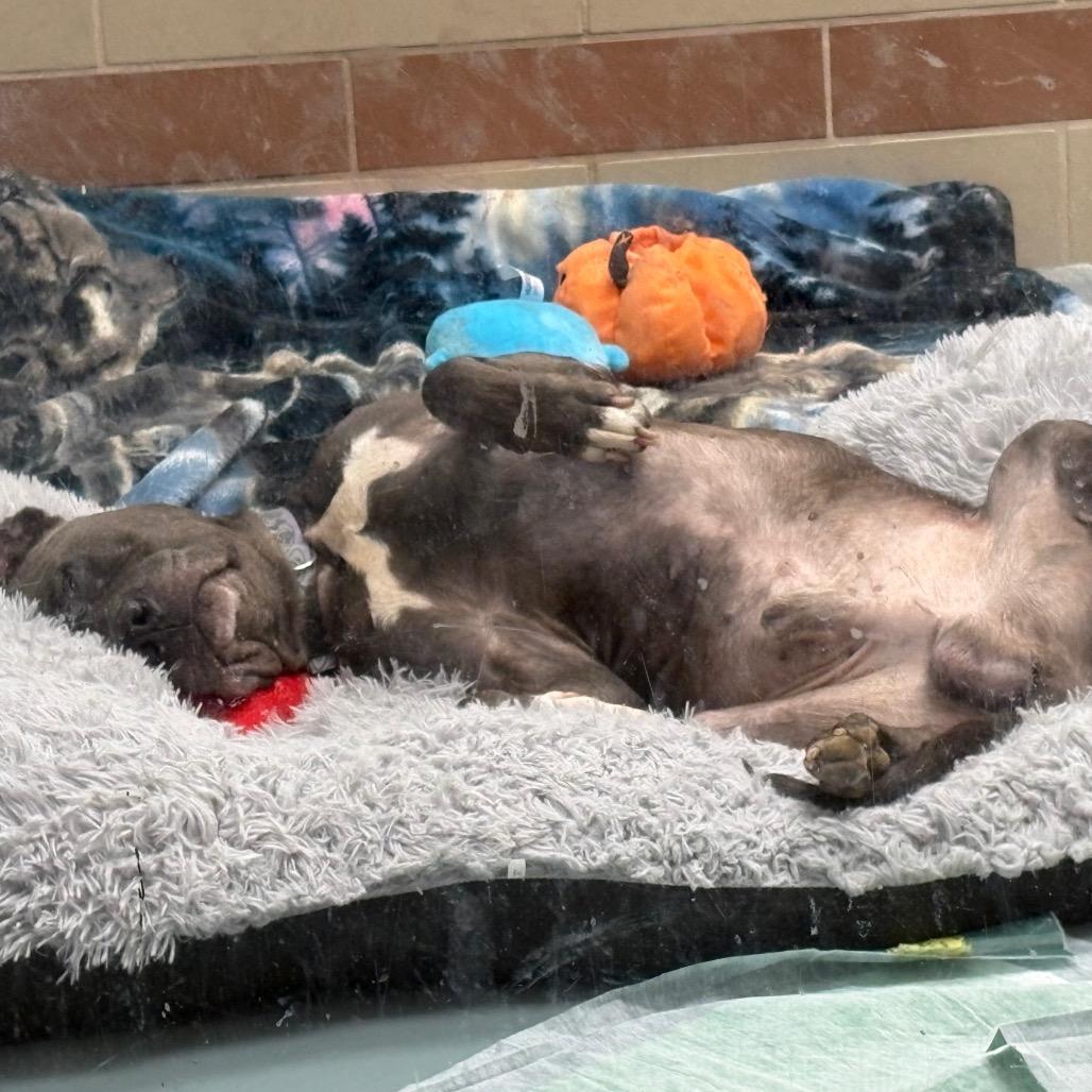 Uncle Mike, a Adoptable Pit Bull Terrier in Winston-Salem, NC image 5/6