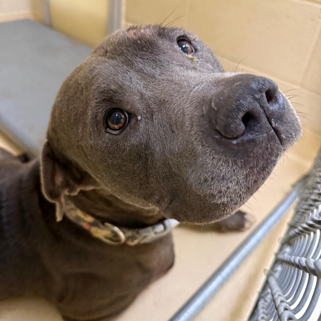 Uncle Mike, a Adoptable Pit Bull Terrier in Winston-Salem, NC image 6/6