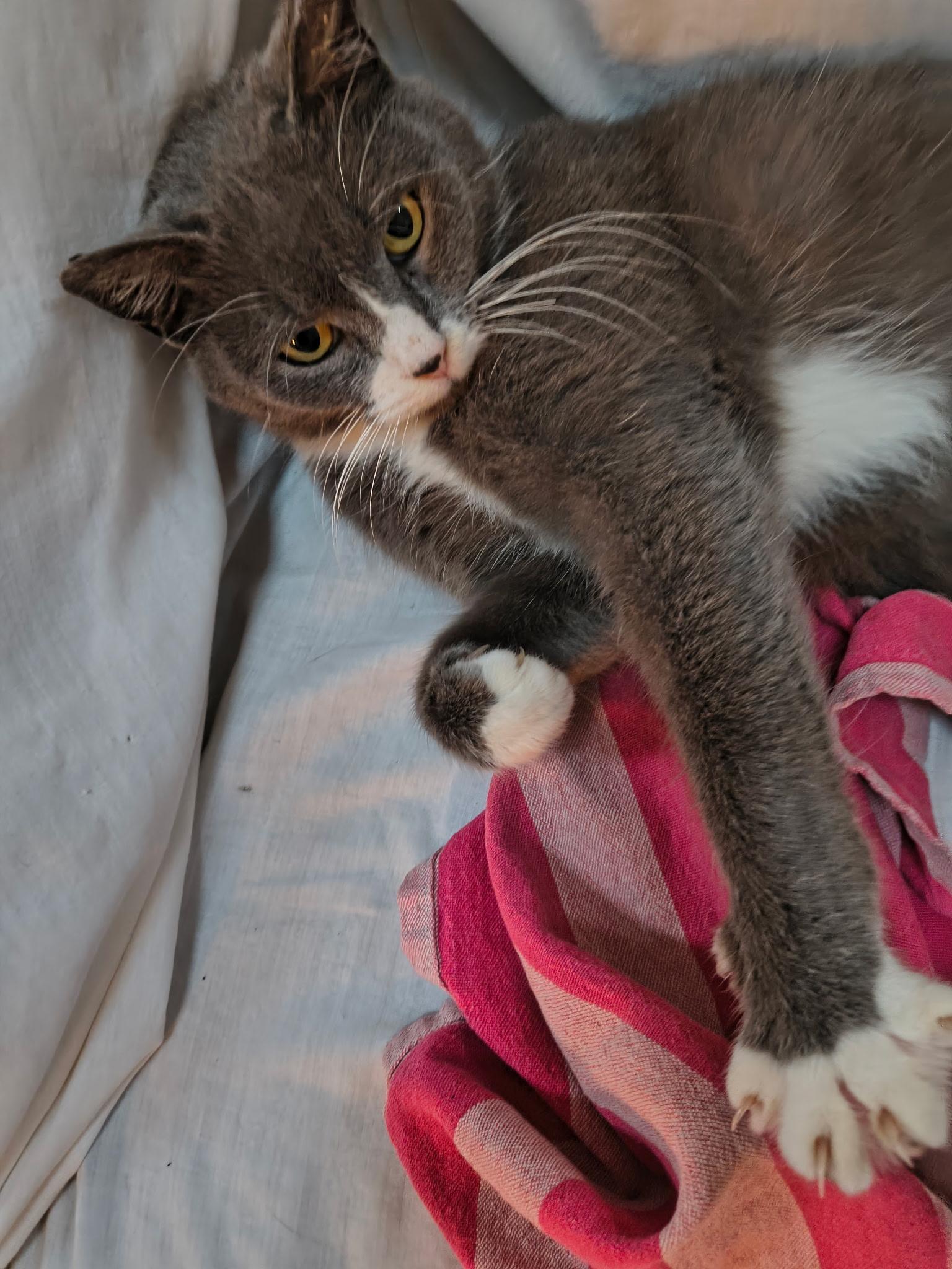 Ally, adopted, Young Female Domestic Short Hair.