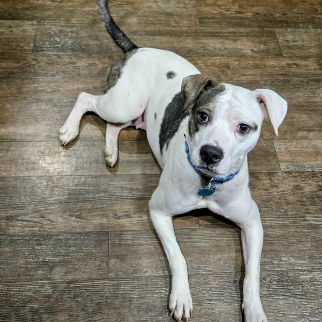 GiGi, a Adoptable mixed breed in Kokomo, IN image 1/4