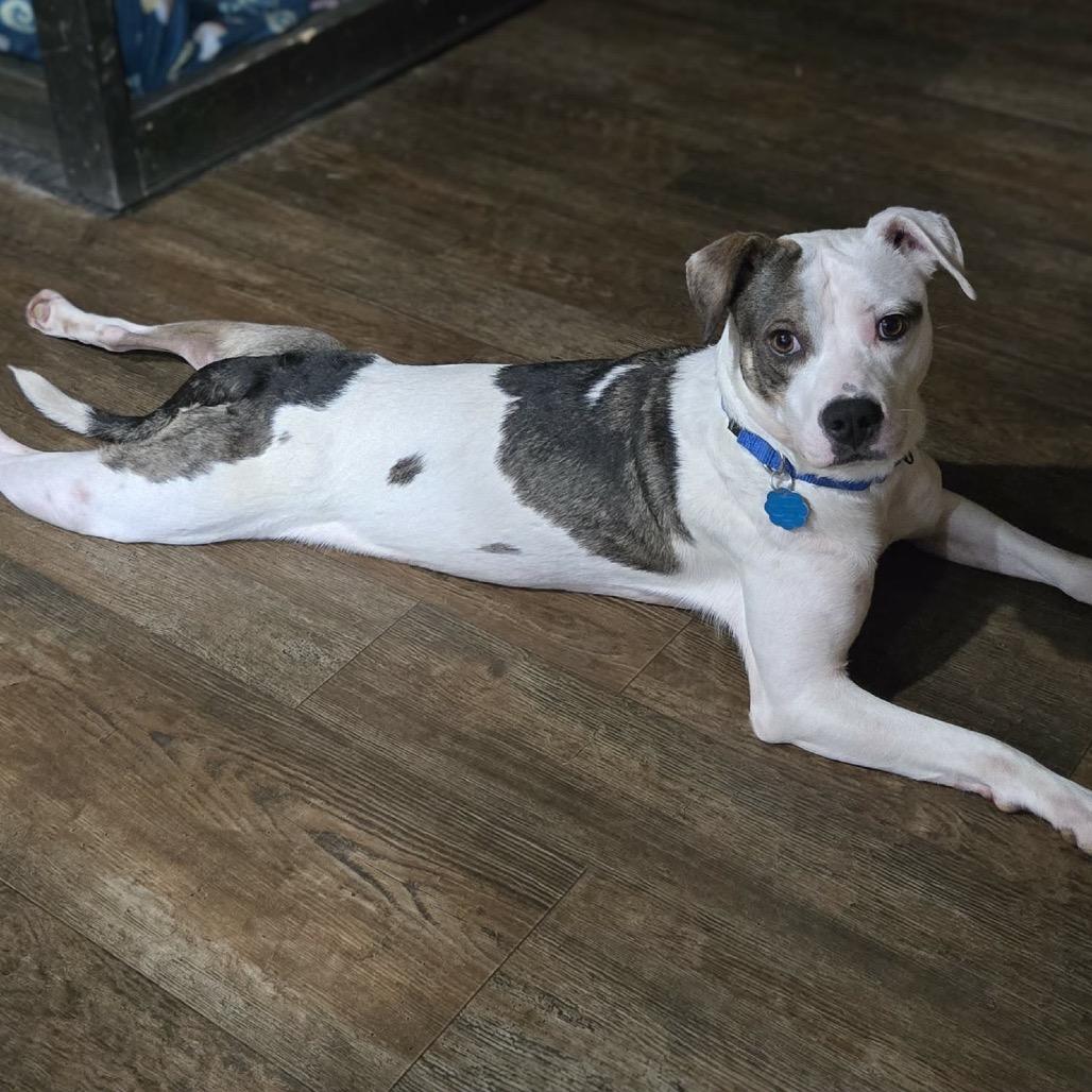 GiGi, a Adoptable mixed breed in Kokomo, IN image 2/4