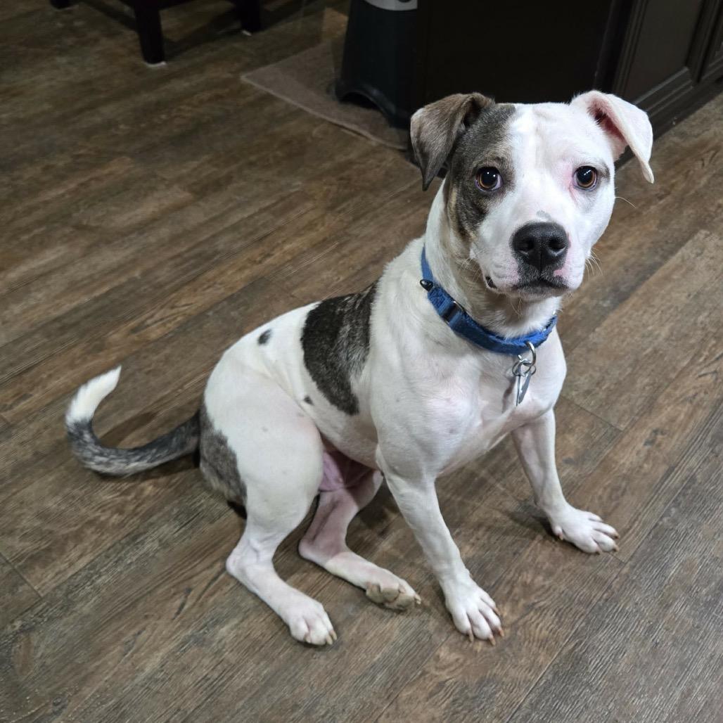 GiGi, a Adoptable mixed breed in Kokomo, IN image 4/4