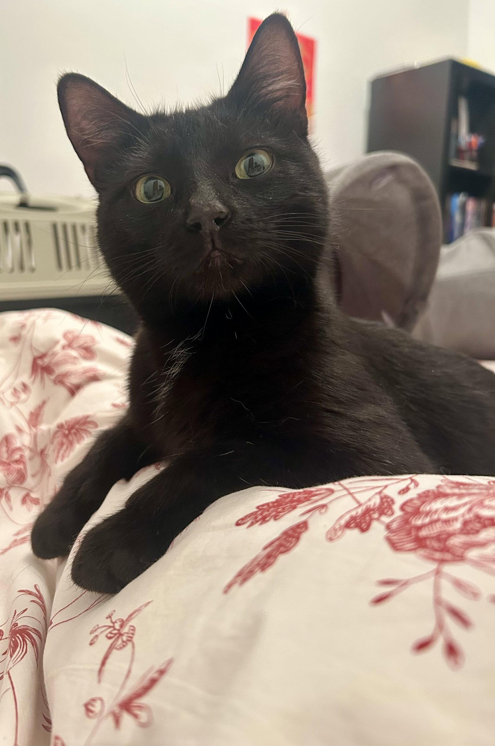 Cuca, Adoptable, Kitten Female Domestic Short Hair.