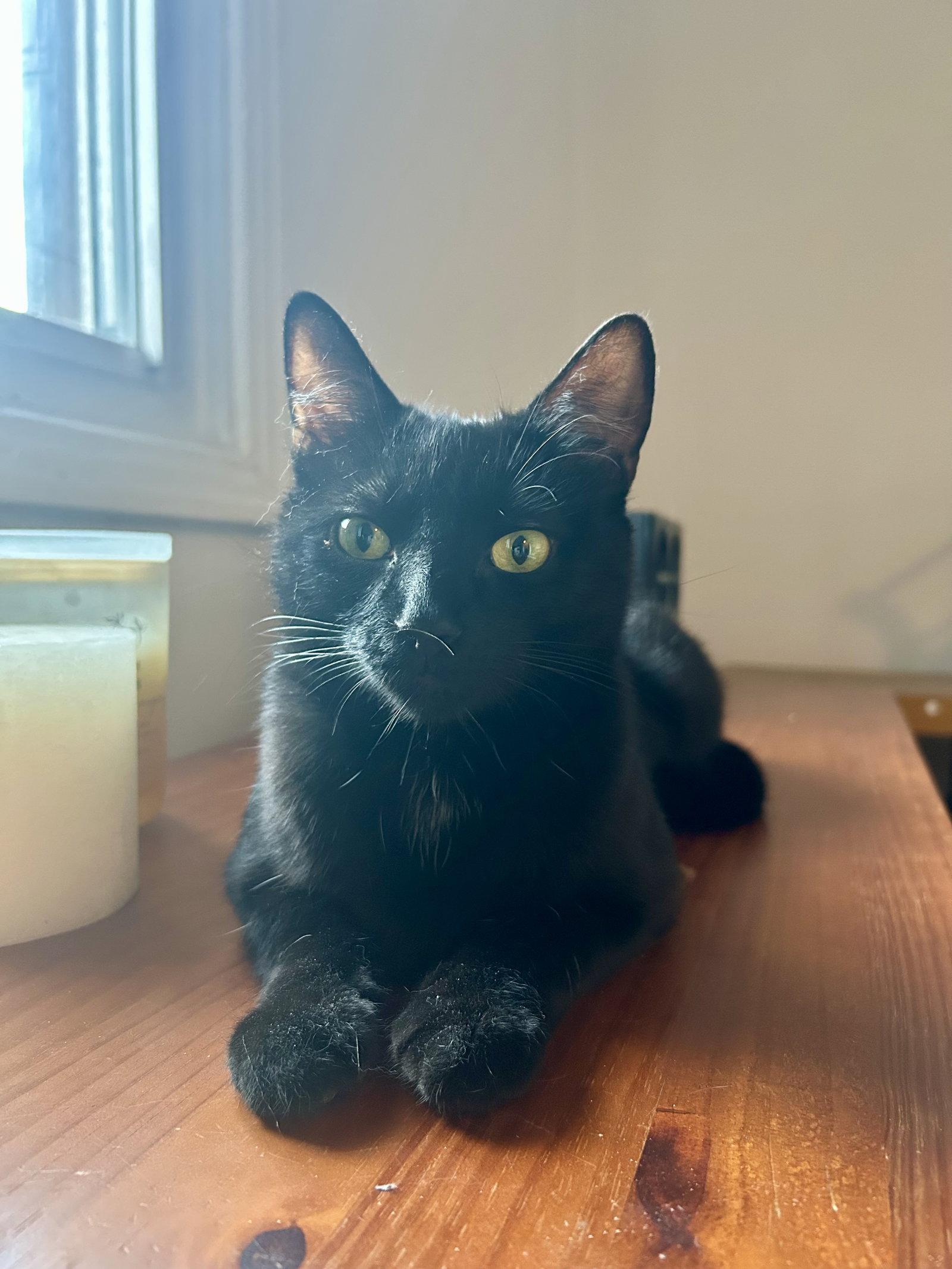 Enlarge Cuca, a Adoptable Domestic Short Hair in Montreal, QC image 2/3