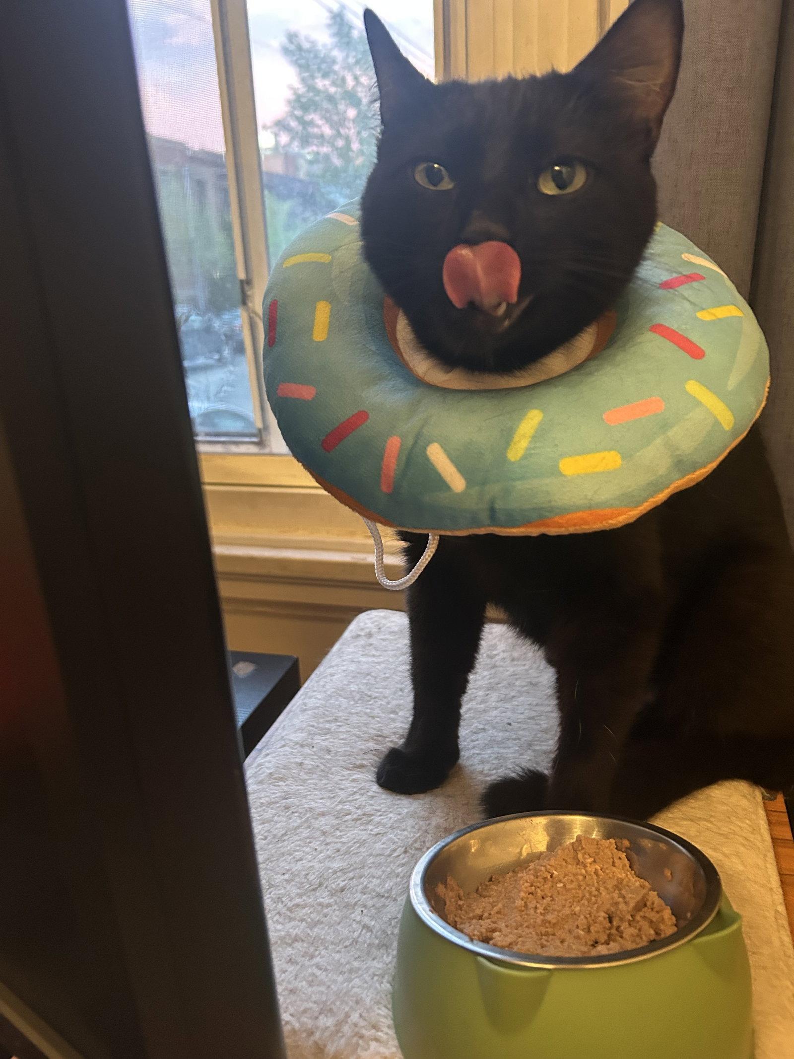 Enlarge Cuca, a Adoptable Domestic Short Hair in Montreal, QC image 3/3