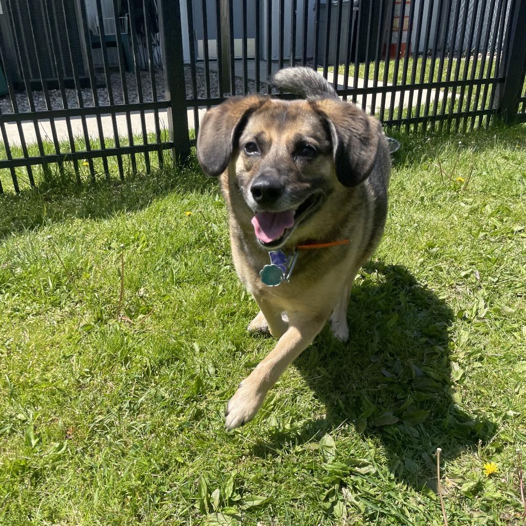 Astrid, Adoptable, Adult Female Beagle & Norwegian Elkhound.